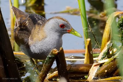 little crake.... klein waterhoen