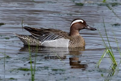 garganey.... zomertaling