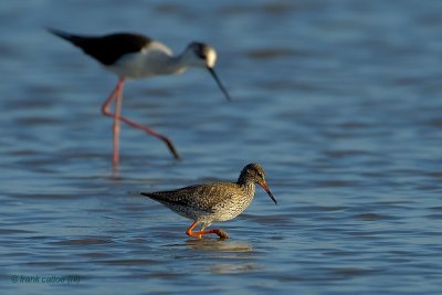 common redshank.... tureluur