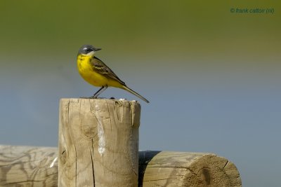 yellow wagtail (iberia).... iberische gele kwikstaart