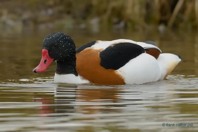 common shelduck.... bergeend