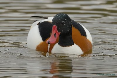 common shelduck.... bergeend