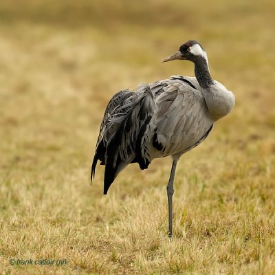common crane.... kraanvogel