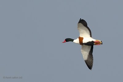 common shelduck.... bergeend