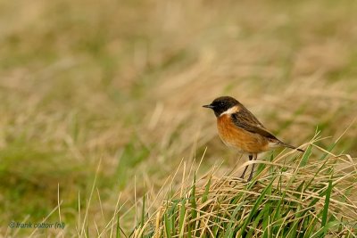 common stonechat.... roodborsttapuit