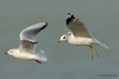common gull.... stormmeeuw