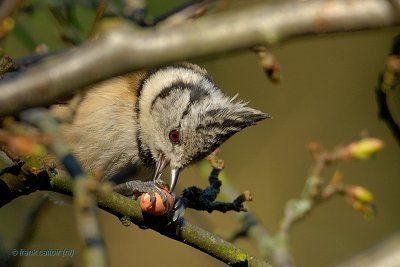crested tit.... kuifmees