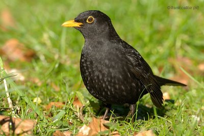 blackbird.... merel