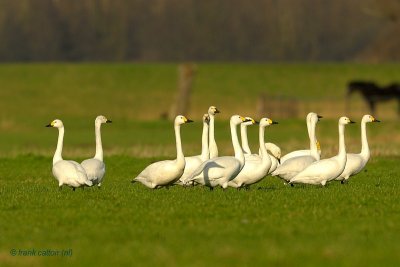 swans.... zwanen