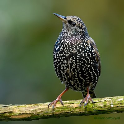 common starling.... spreeuw