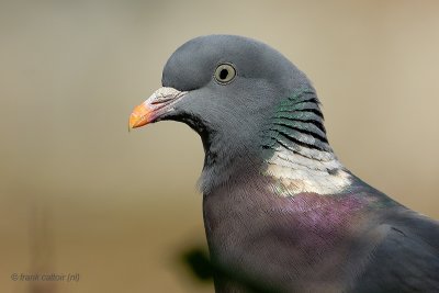 pigeons.... duiven
