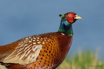 common pheasant.... fazant