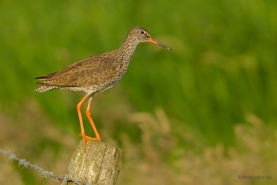 common redshank.... tureluur