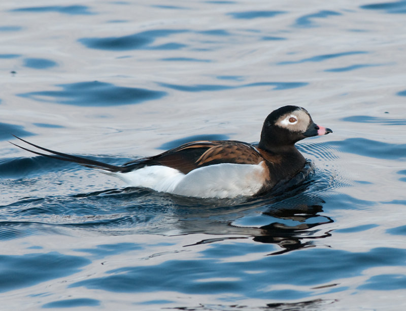 Long-tailed duck