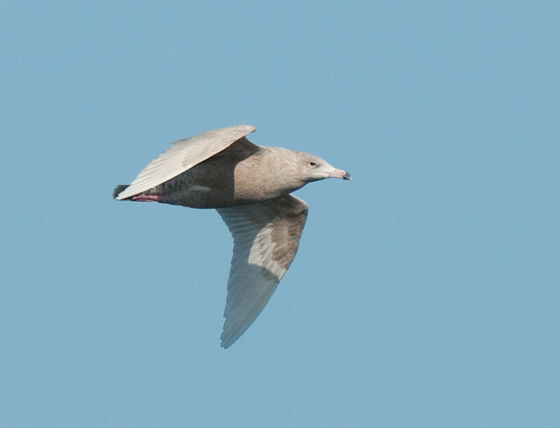 Glaucous gull
