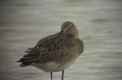  Limosa Gettern Halland