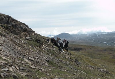 Studier av Hgnordisk blvinge N om Torne trsk 2.7-09