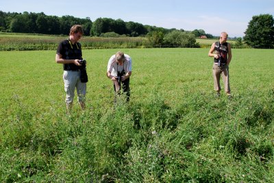 Fotografering av Rdgul hfjril Halland 8.8-09