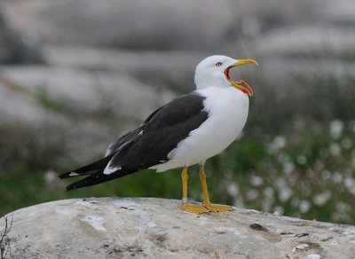 Herring gull (Silltrut )