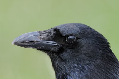 Black crow (Svart kråka )