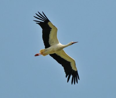 White Stork (Vit stork )