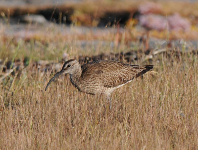 Whimbrel ( Smspov )