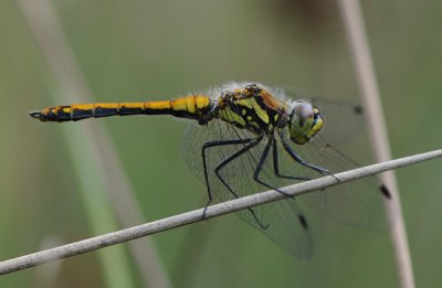  Fogeldammen Halland 7 Juli 2011