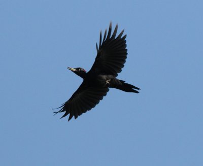 Black Woodpecker ( Spillkråka )