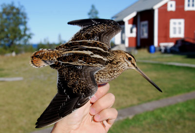  Stora Fjdergg Vsterbotten