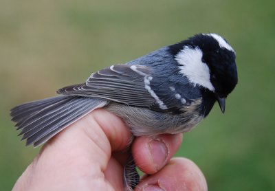 Coal Tit ( Svartmes )