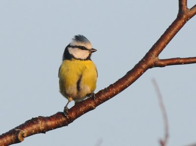 Blue Tit ( Blmes )