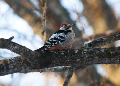 White-backed Woodpecker ( Vitryggig hackspett )