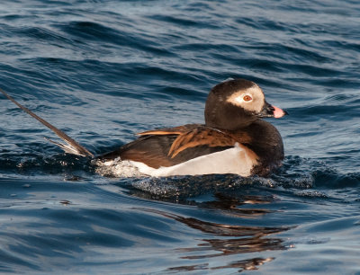 Long-tailed duck