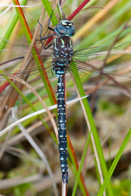 Aeshna Subarctica ( Gungflymosaikslnda )