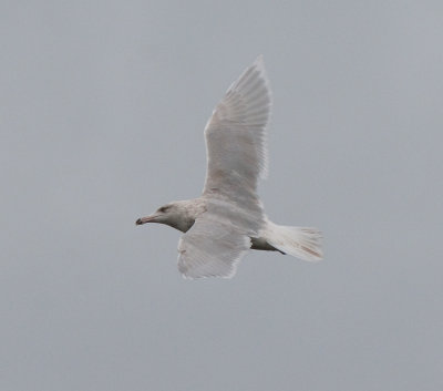 Glaucous Gull ( Vittrut )