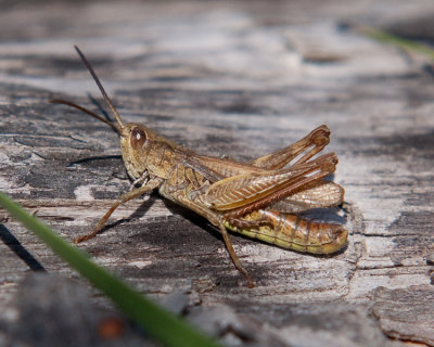 Chorthippus apricarius ( Solgrshoppa )