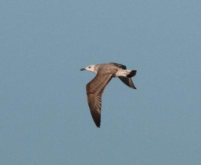 Caspian Gull ( Kaspisk trut )