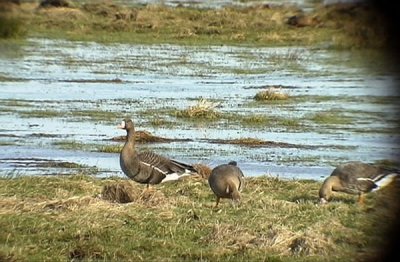 Great-white fronted goose (Bläsgås )