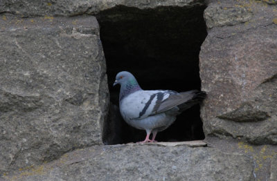 Feral Pigeon ( Tamduva )