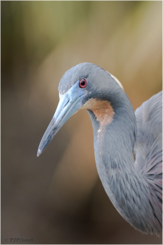 Tricolored Heron Portrait