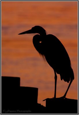 GBH Silhouette
