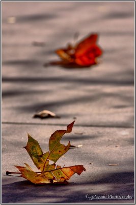 The Path...