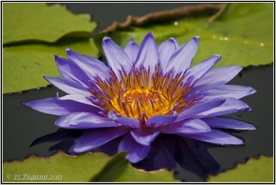 African Water Lily in Purple