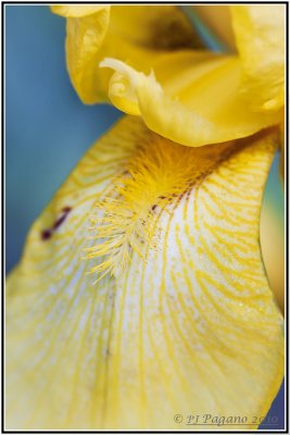 Yellow Iris