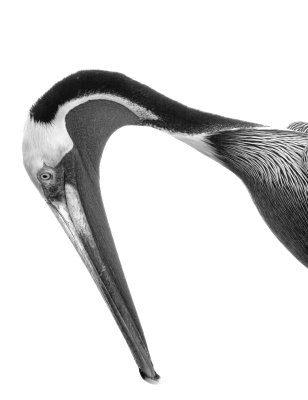  Pelican Stretch