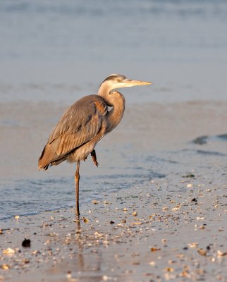 Great Blue Heron in Late Day Light...
