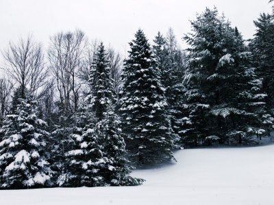 Trees in Winter 1