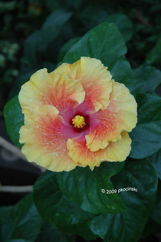Large Hibiscus