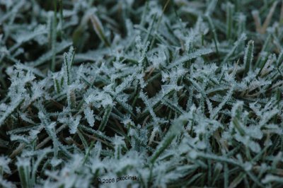 Grass With Frost