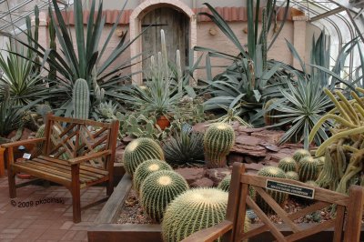 Cactus Area